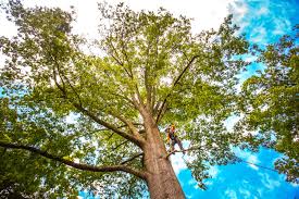 Monmouth Junction, NJ  Tree Services Company